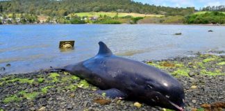 Mamãe golfinho dá a vida tentando salvar seu filhote