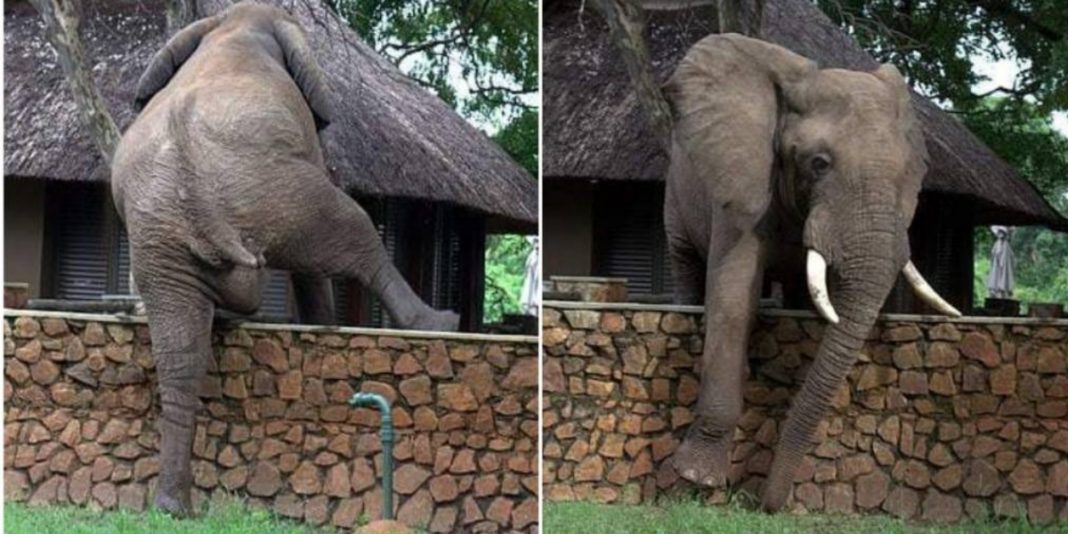Elefante escala agilmente uma parede de 2 metros para roubar mangas de um safári