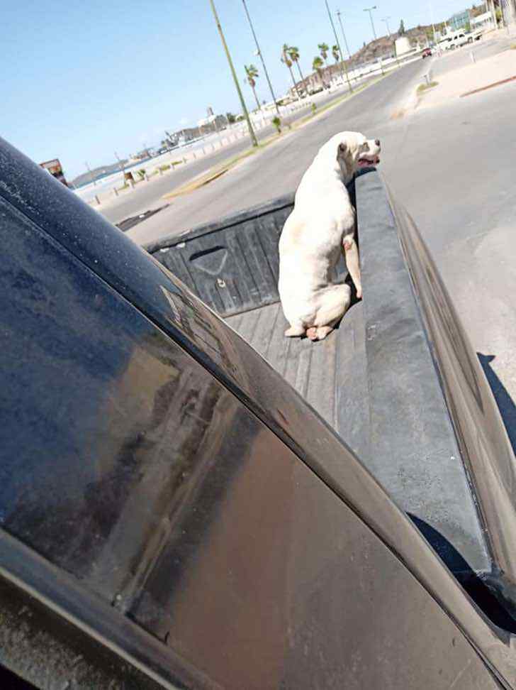 sabervivermais.com - Dono leva seu cãozinho doente para um último passeio antes de seu descanso eterno. Juntos até o final!