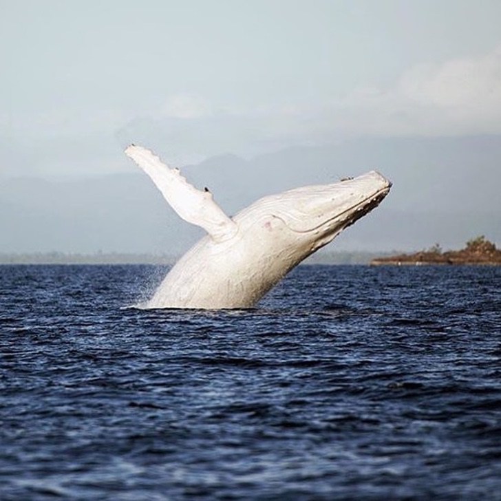 sabervivermais.com - O fotógrafo encontrou uma rara baleia jubarte branca na Austrália. Imagens únicas capturadas!