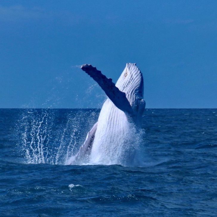 sabervivermais.com - O fotógrafo encontrou uma rara baleia jubarte branca na Austrália. Imagens únicas capturadas!