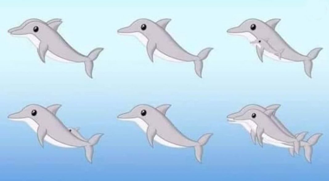Quantos golfinhos você consegue encontrar na imagem?