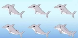 Quantos golfinhos você consegue encontrar na imagem?