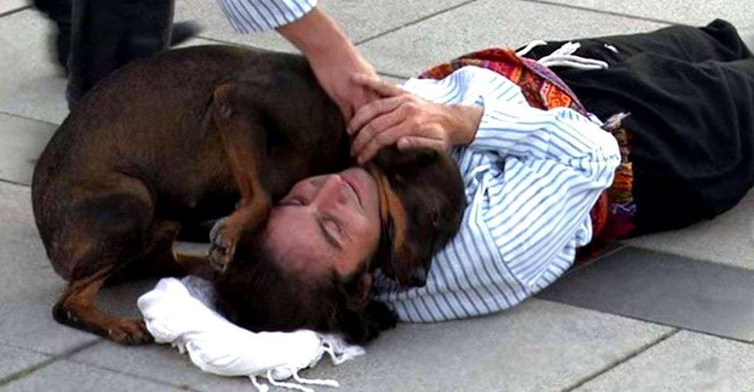 Cão de rua interrompe uma peça para confortar o ator que fingia estar ferido.
