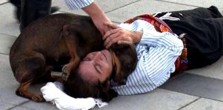 Cão de rua interrompe uma peça para confortar o ator que fingia estar ferido.