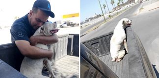 Dono leva seu cãozinho doente para um último passeio antes de seu descanso eterno. Juntos até o final!