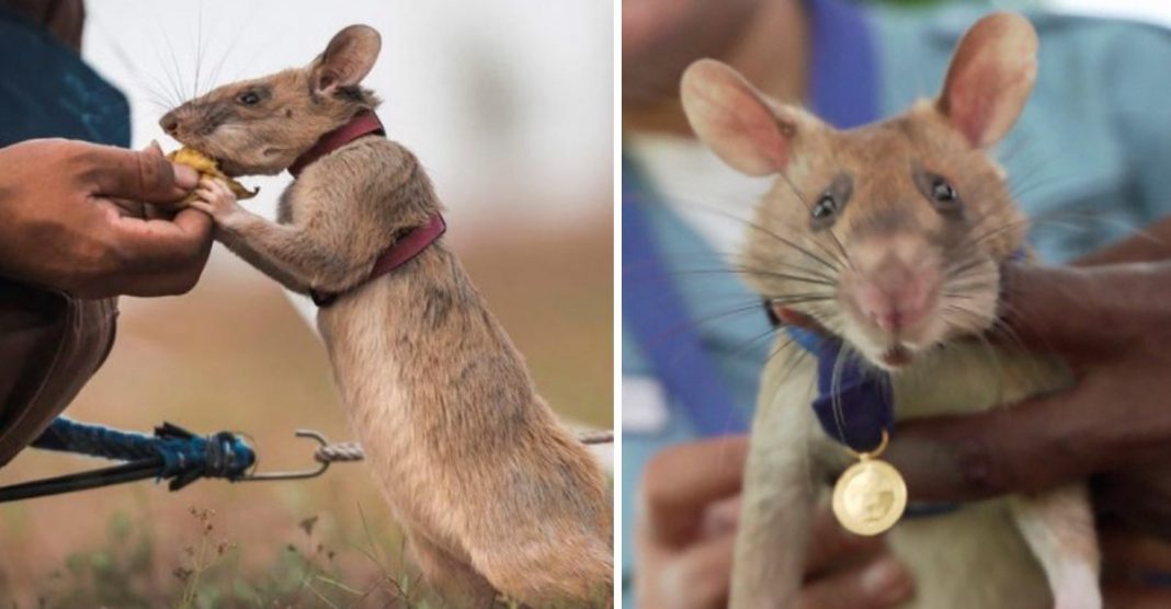 Rato detector de minas recebeu uma medalha de ouro por desarmar 67 explosivos. Homenagem a sua bravura