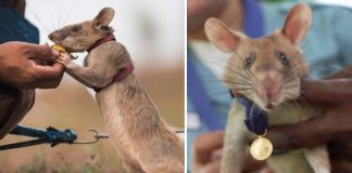 Rato detector de minas recebeu uma medalha de ouro por desarmar 67 explosivos. Homenagem a sua bravura