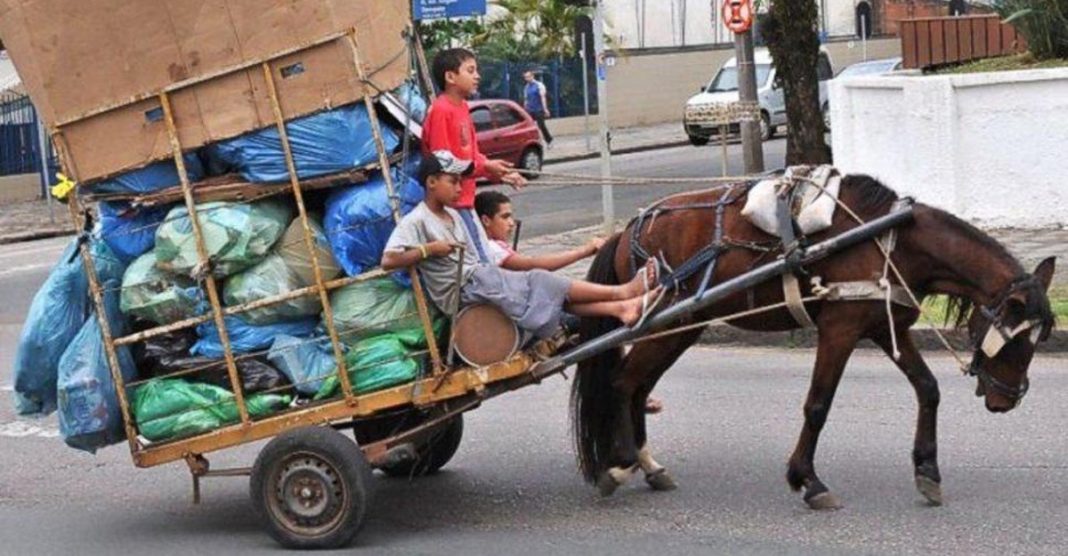 Chega de exploração: Antioquia adotará mais de 500 cavalos de carga. Seu descanso chegou