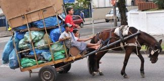Chega de exploração: Antioquia adotará mais de 500 cavalos de carga. Seu descanso chegou