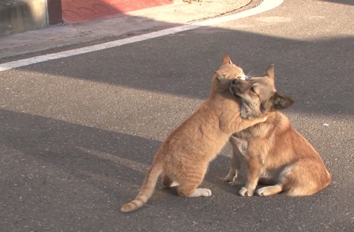 sabervivermais.com - Um cachorro e um gato se apóiam depois de serem abandonados. Eles ainda esperam por sua família no mesmo lugar