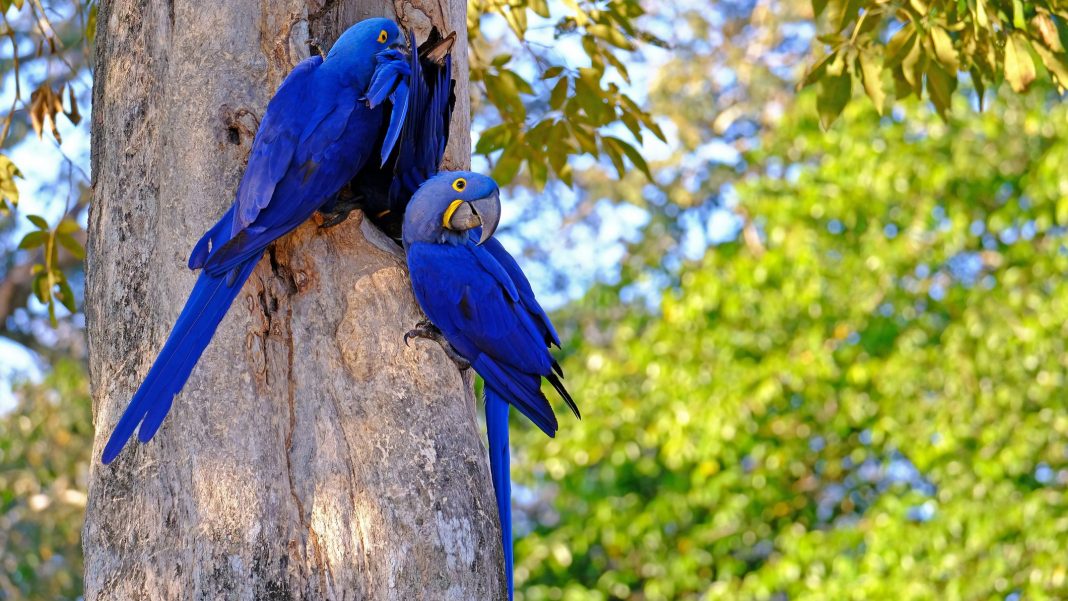 Apesar dos incêndios, as araras-azuis continuam a habitar o Pantanal .Elas continuam lutando pela sobrevivência