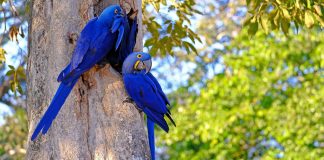 Apesar dos incêndios, as araras-azuis continuam a habitar o Pantanal .Elas continuam lutando pela sobrevivência