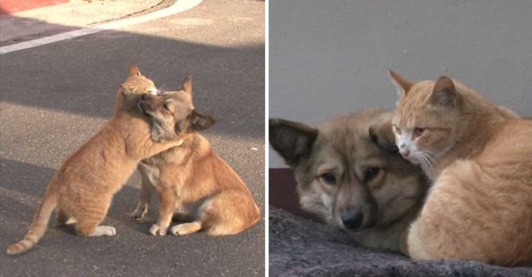 Um cachorro e um gato se apóiam depois de serem abandonados. Eles ainda esperam por sua família no mesmo lugar