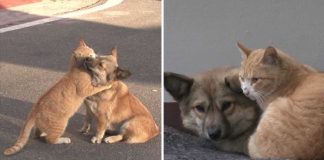 Um cachorro e um gato se apóiam depois de serem abandonados. Eles ainda esperam por sua família no mesmo lugar