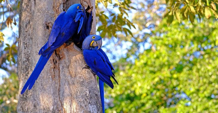 sabervivermais.com - Apesar dos incêndios, as araras-azuis continuam a habitar o Pantanal .Elas continuam lutando pela sobrevivência