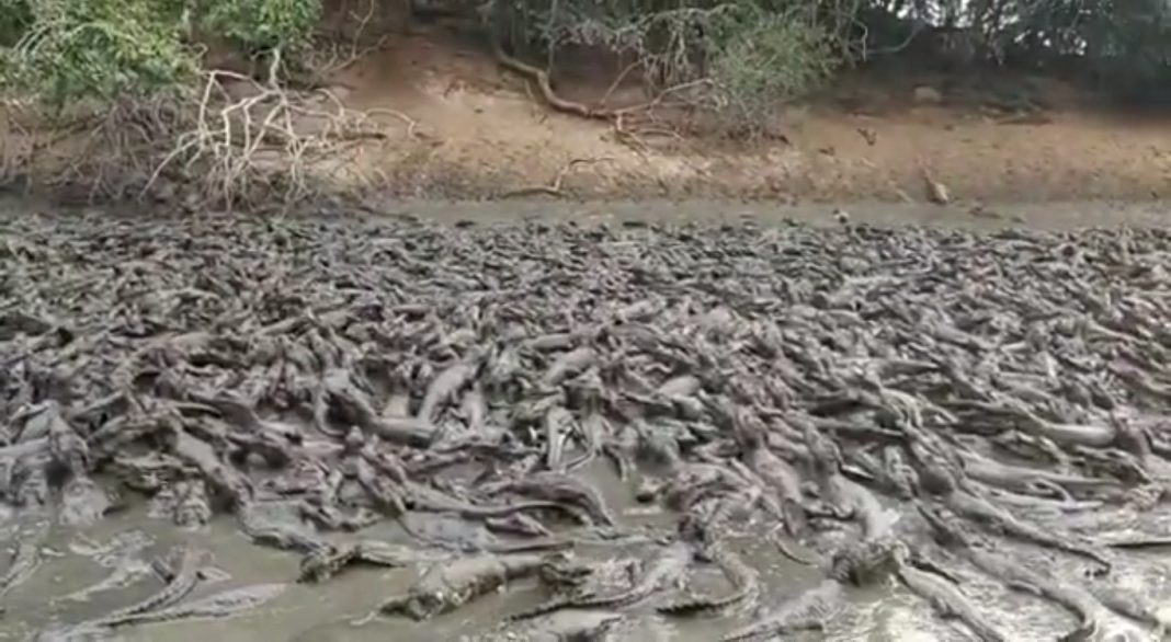 Cena impressionante! “Mar” de jacarés e gado berrando de fome mostram a seca no pantanal