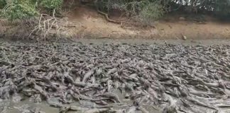 Cena impressionante! “Mar” de jacarés e gado berrando de fome mostram a seca no pantanal