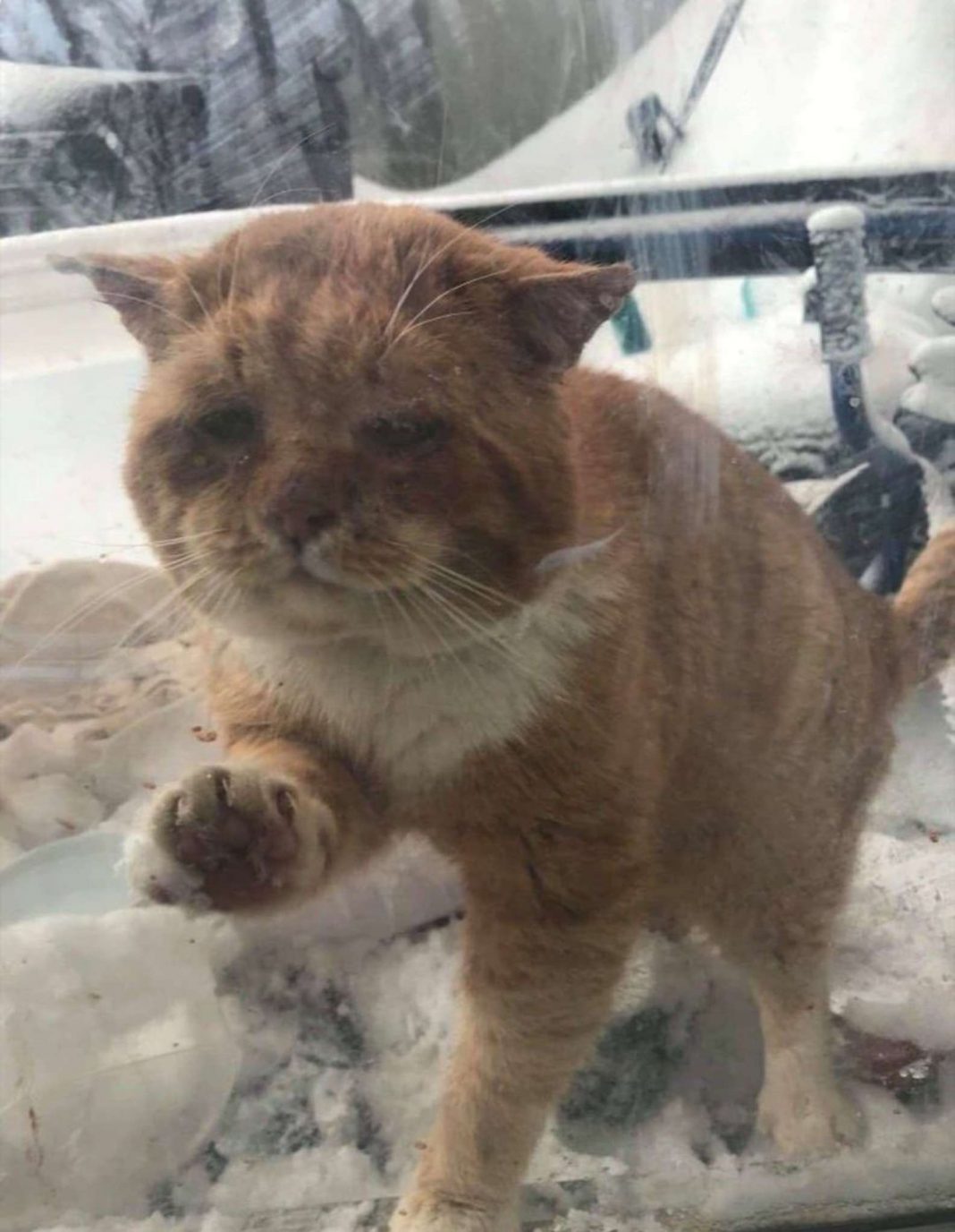 Gatinho de rua bate na porta pedindo para entrar por causa do frio