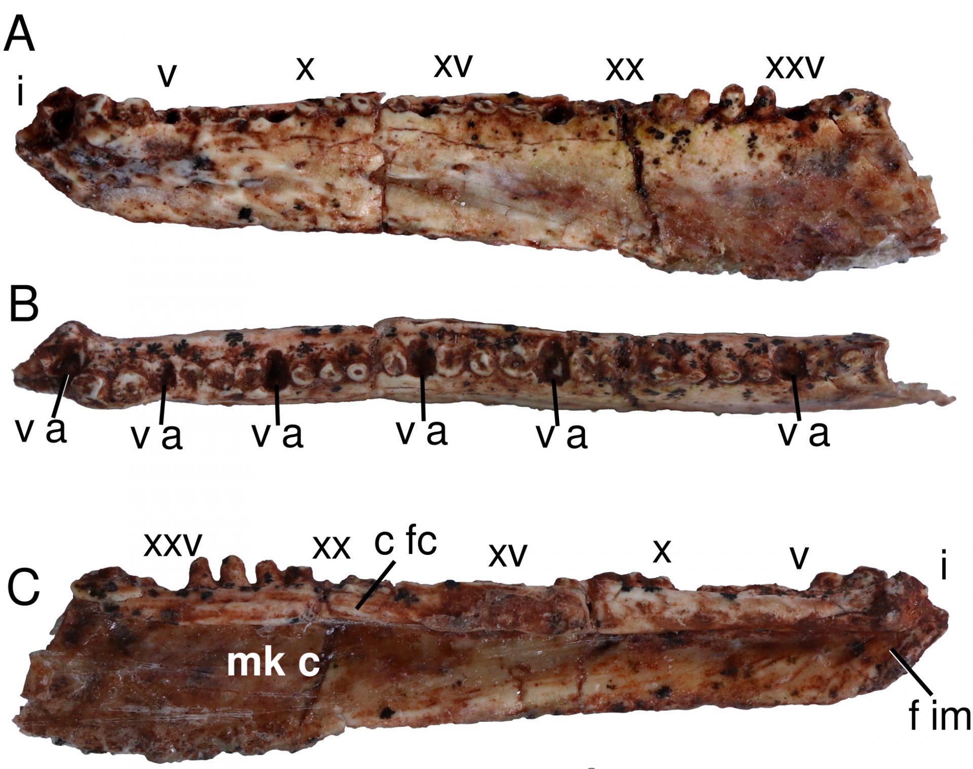 sabervivermais.com - Pesquisadores da UFPI trocavam um  pneu quando descobriram réptil da Era Paleozoica