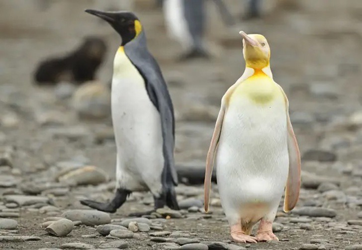 sabervivermais.com - Fotografo encontra e retrata um pinguim amarelo pela primeira vez na história