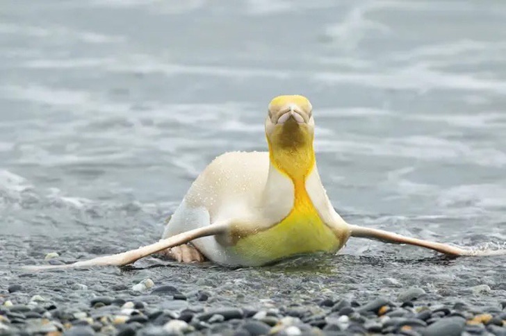 sabervivermais.com - Fotografo encontra e retrata um pinguim amarelo pela primeira vez na história