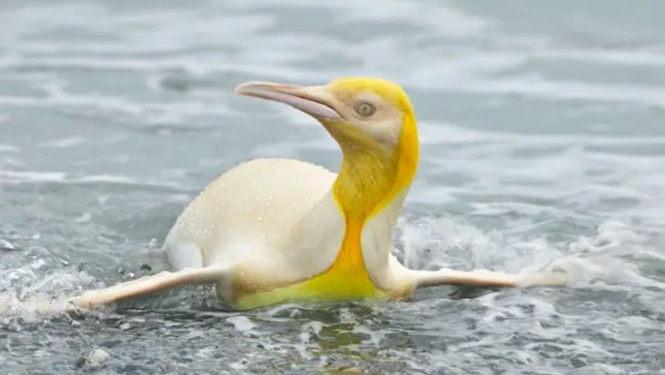 sabervivermais.com - Fotografo encontra e retrata um pinguim amarelo pela primeira vez na história