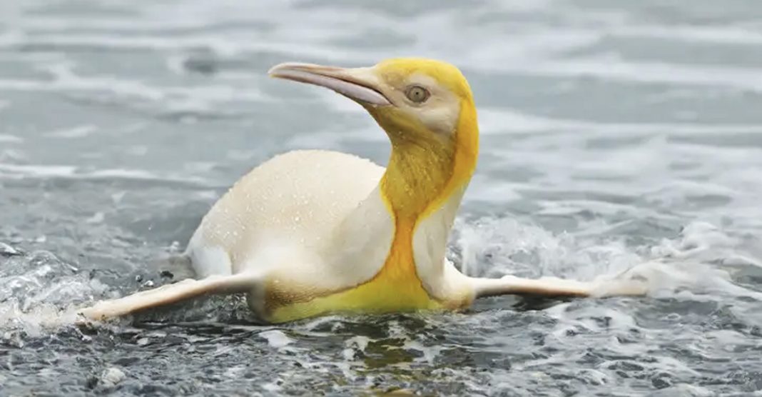 Fotografo encontra e retrata um pinguim amarelo pela primeira vez na história