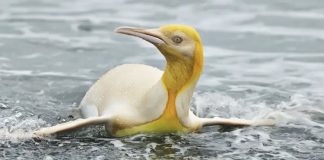 Fotografo encontra e retrata um pinguim amarelo pela primeira vez na história