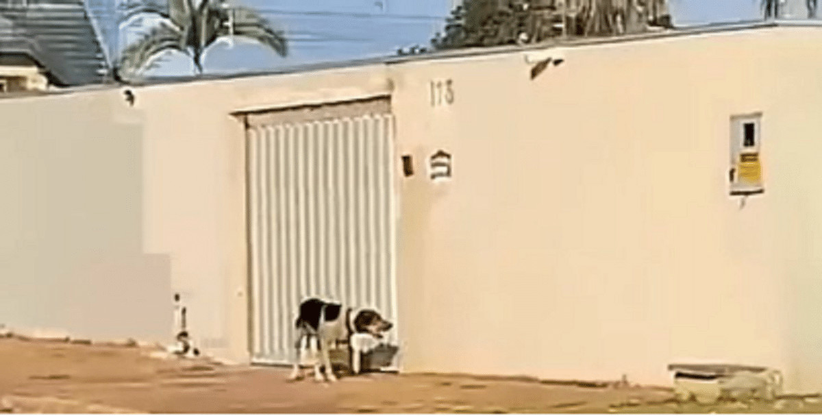 sabervivermais.com - Cachorro &eacute; visto de p&eacute; tocando a campainha para que os donos abram o port&atilde;o
