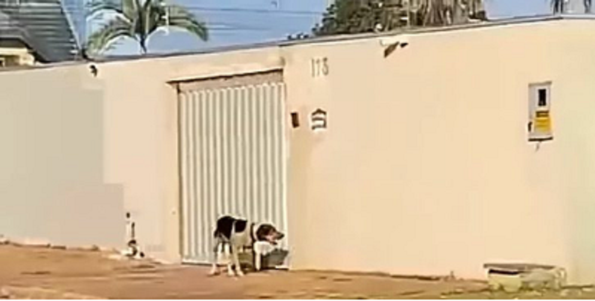 sabervivermais.com - Cachorro é visto de pé tocando a campainha para que os donos abram o portão