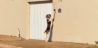 Cachorro é visto de pé tocando a campainha para que os donos abram o portão
