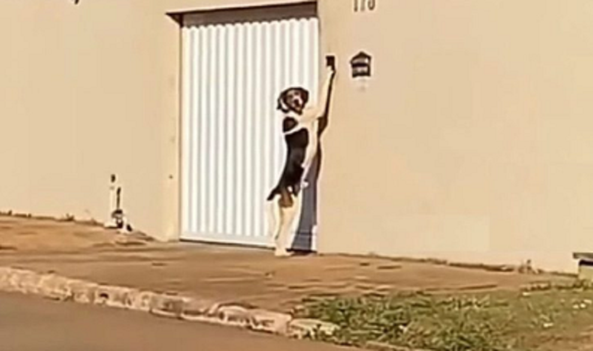 sabervivermais.com - Cachorro é visto de pé tocando a campainha para que os donos abram o portão