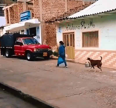 sabervivermais.com - Cachorrinho &eacute; visto ajudando sua dona a carregar um pote na boca. Ele &eacute; cuidadoso com o dever de casa