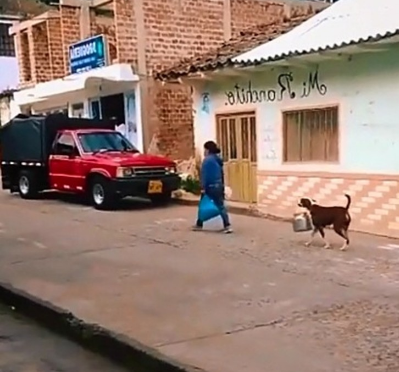 sabervivermais.com - Cachorrinho é visto ajudando sua dona a carregar um pote na boca. Ele é cuidadoso com o dever de casa