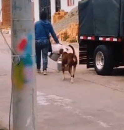 sabervivermais.com - Cachorrinho &eacute; visto ajudando sua dona a carregar um pote na boca. Ele &eacute; cuidadoso com o dever de casa