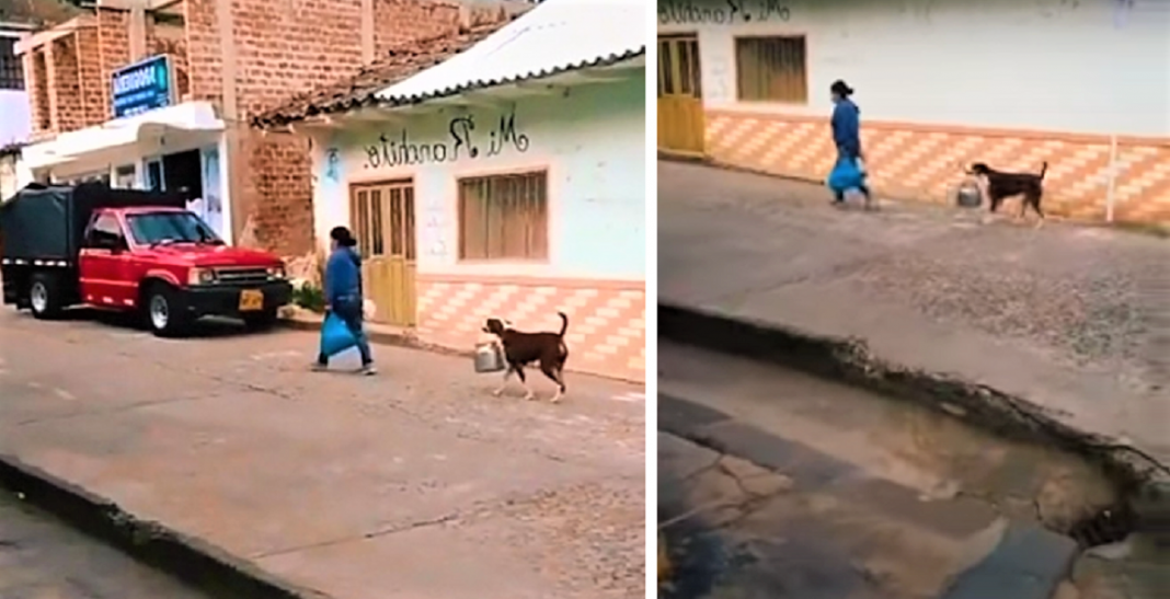 Cachorrinho é visto ajudando sua dona a carregar um pote na boca. Ele é cuidadoso com o dever de casa