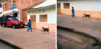 Cachorrinho é visto ajudando sua dona a carregar um pote na boca. Ele é cuidadoso com o dever de casa