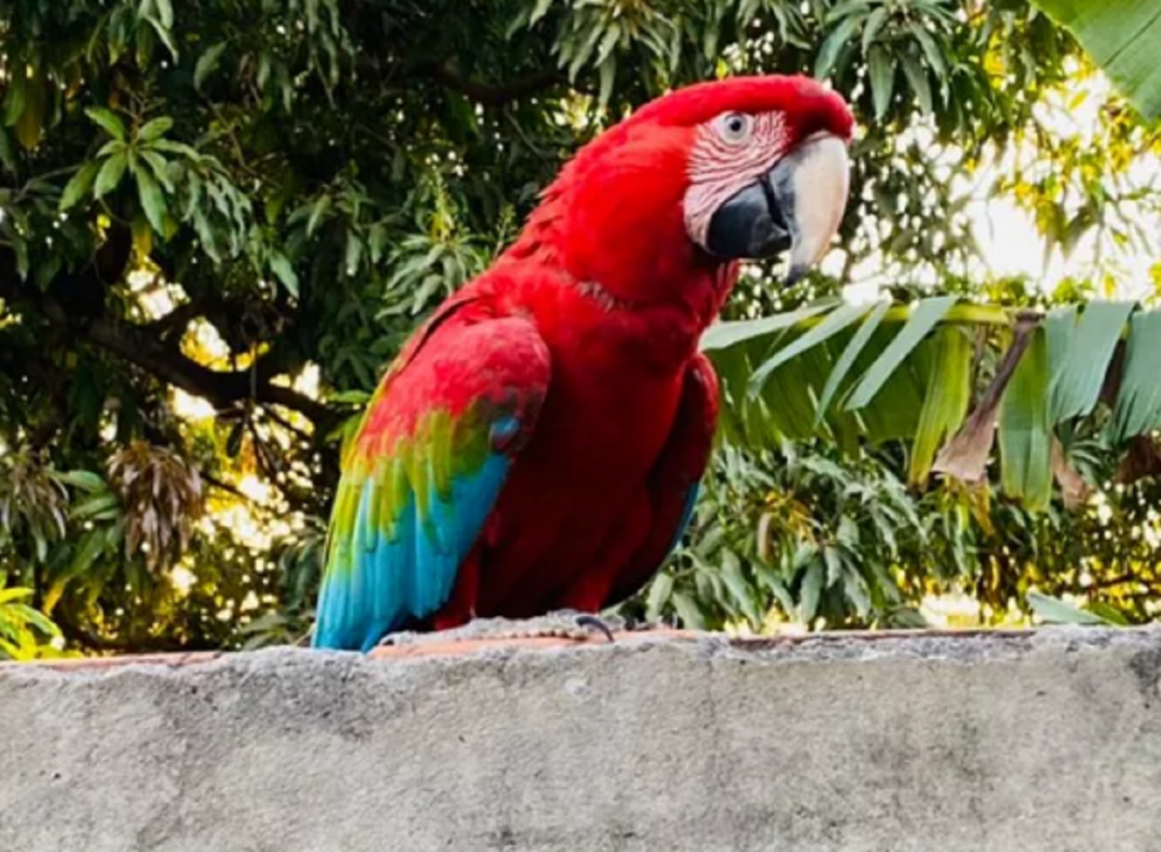 Arara “visita” casa de professora diariamente para tomar o café matinal em MT.