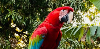 Arara “visita” casa de professora diariamente para tomar o café matinal em MT.