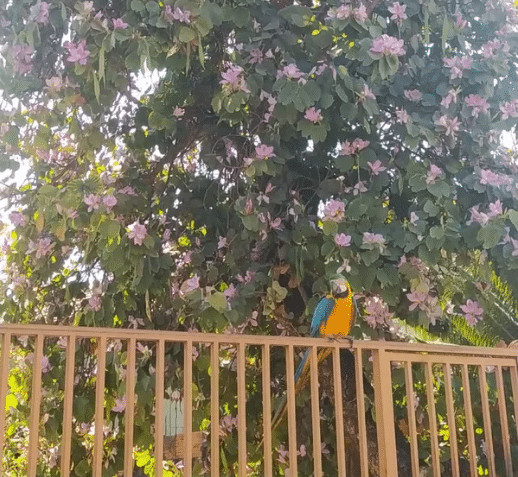 sabervivermais.com - Arara &ldquo;visita&rdquo; casa de professora diariamente para tomar o caf&eacute; matinal em MT.