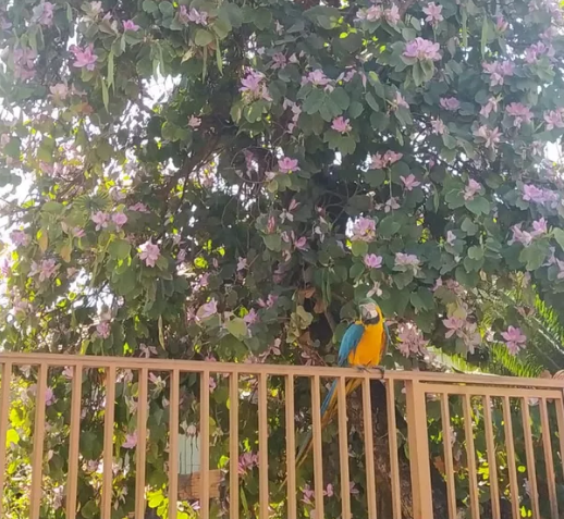 sabervivermais.com - Arara “visita” casa de professora diariamente para tomar o café matinal em MT.