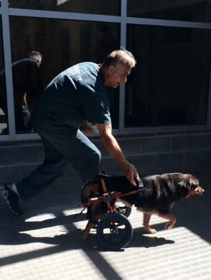 sabervivermais.com - Cachorrinho que tinha defici&ecirc;ncia foi devolvido 4 vezes at&eacute; achar um dono que o entendia completamente