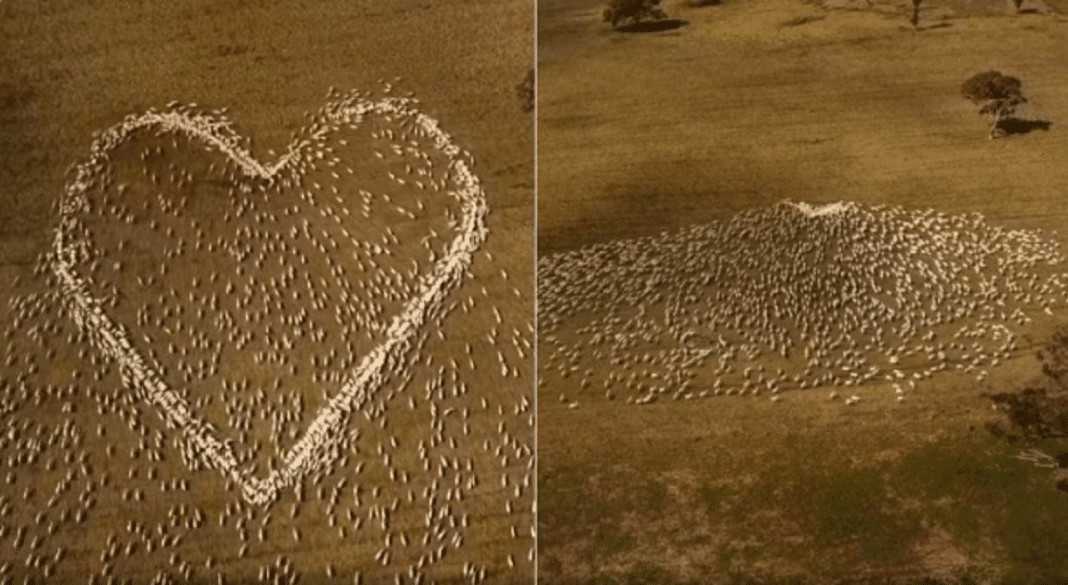 Fazendeiro não pode ir ao velório da tia, usou seu rebanho montando uma linda homenagem .