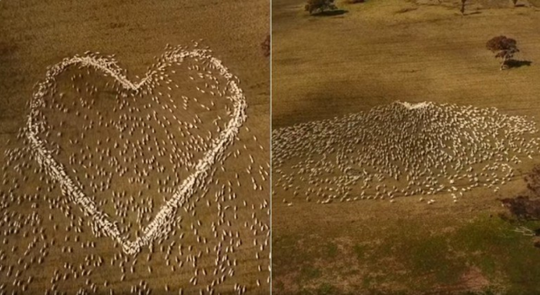 Fazendeiro não pode ir ao velório da tia, usou seu rebanho montando uma linda homenagem .