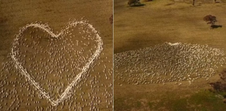 Fazendeiro não pode ir ao velório da tia, usou seu rebanho montando uma linda homenagem .