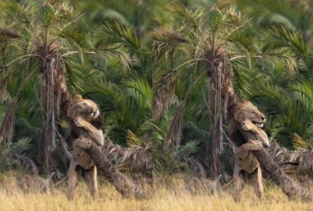 Fotógrafo consegue imagem de leão “abraçando árvore”, cenas viralizaram nas redes.
