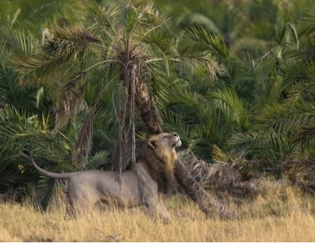 sabervivermais.com - Fot&oacute;grafo consegue imagem de le&atilde;o &ldquo;abra&ccedil;ando &aacute;rvore&rdquo;, cenas viralizaram nas redes.