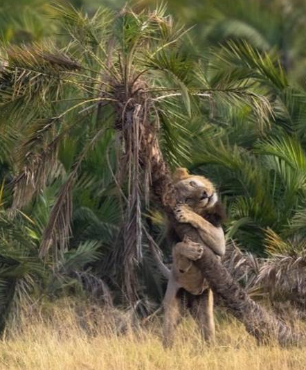 sabervivermais.com - Fotógrafo consegue imagem de leão “abraçando árvore”, cenas viralizaram nas redes.