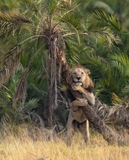 sabervivermais.com - Fotógrafo consegue imagem de leão “abraçando árvore”, cenas viralizaram nas redes.